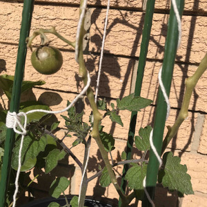 一直担心施肥过多，结果却是肥料不足。经过大半年的实践终于结了3个小番茄，也不知道能不能成熟。