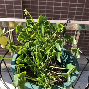 我新添加了一棵“酢浆草- -黄麻子”到我的“花园”