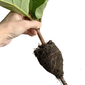 Ficus Lyrata (Fiddle Leaf Fig)