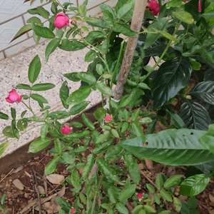 我新添加了一棵“红木香”到我的“花园”