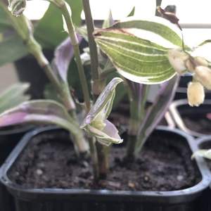 Tradescantia ‘Mini Lilac’