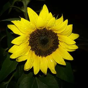 I Nuevo agregado un sunflower en mi jardín