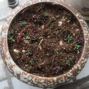 我新添加了一棵“紫米粒”到我的“花园”