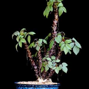 我新添加了一棵“Beiselia mexicana 墨西哥角榄”到我的“花园”