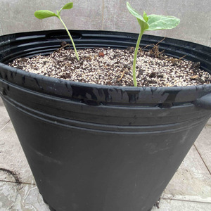 今天，把两颗发芽的葫芦苗栽入大盆里，期待它们快快长大哦！风有点大，有点担心呢