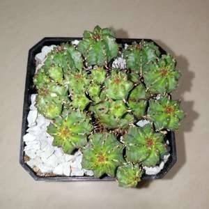 我新添加了一棵“Euphorbia Pseudoglobosa 稚儿麒麟”到我的“花园”