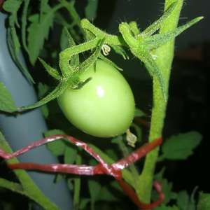 我新添加了一棵“番茄🍅”到我的“花园”