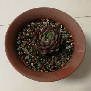 我新添加了一棵“红宝石小盆”到我的“花园”