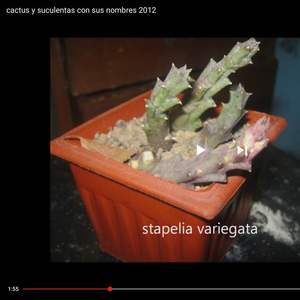 I Nuevo agregado un Stapelia variegata en mi jardín