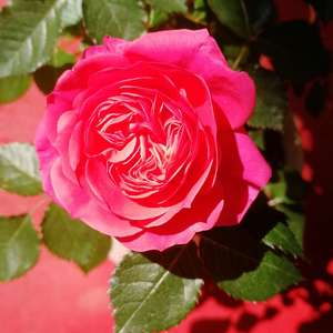我新添加了一棵“玫瑰花”到我的“花园”