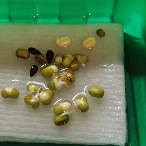 Green Beans绿豆