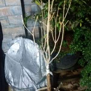 我新添加了一棵“丹桂”到我的“花园”