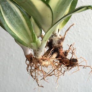 Had some leaf rot and possible bacteria infection, so removed to check roots and they were fine. Will air dry the roots, remove all affected leaves and repot.