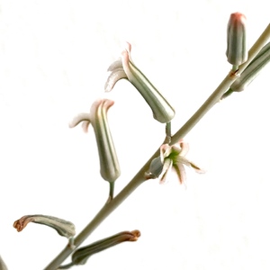 Haworthia Limifolia Gigantea