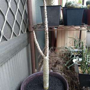 我新添加了一棵“鬼金棒 Pachypodium rutenbergianum”到我的“花園”。