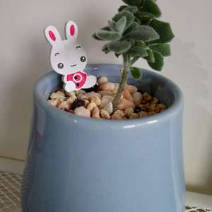 我新添加了一棵“千兔耳”到我的“花園”。