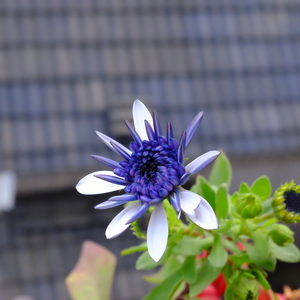 蓝目菊