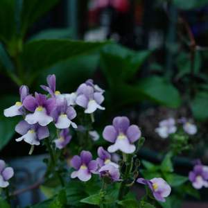我新添加了一棵“龙面花-紫色”到我的“花园”