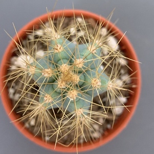 Pilosocereus Pachycladus (Blue Columnar Cactus)