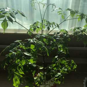 제가 새로운 식물 “행복나무”한 그루를 나의 “화원”에 옴겼어요. 