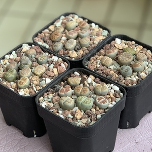 Finally potted all my Lithops from Holland. Hopefully they'll quickly establish their roots.