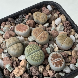 Finally potted all my Lithops from Holland. Hopefully they'll quickly establish their roots.