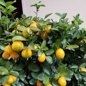 我新添加了一棵“橘子”到我的“花园”