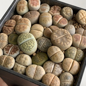 New Lithops arrived. These are from Holland. From Nancy of AdeniumKent at RM130.00 per pot.