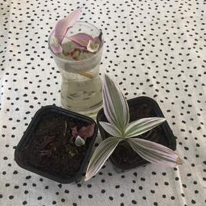 Tradescantia albiflora ‘Pink Lilac/Pink dragon’