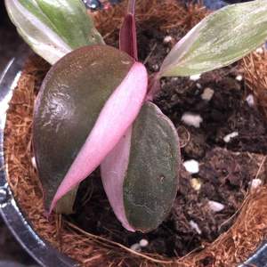 Philodendron Pink princesses