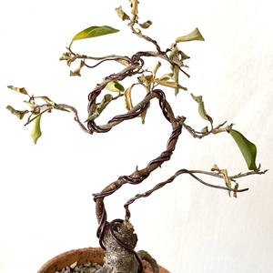 ✖︎ Ficus Microcarpa (Kokedama Bonsai)