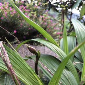 台灣原生蘭 紫苞舌蘭growing Garden Manage Cuidado De Las Plantas Jardin De Pusadee Flor