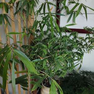 我新添加了一棵“竹子”到我的“花园”