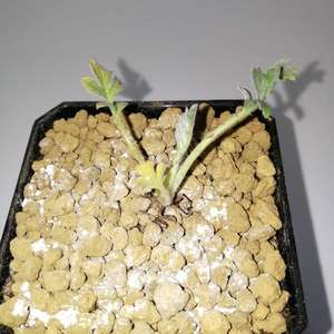 我新添加了一棵“Pelargonium Incrassatum 红花洋葵2”到我的“花园”