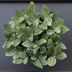 Added small leaf Fittonia Green.