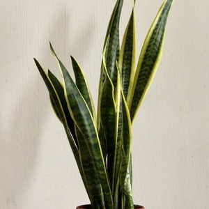 Sansevieria Trifasciata ‘Laurentii’ (Striped Mother-in-Law’s Tongue)