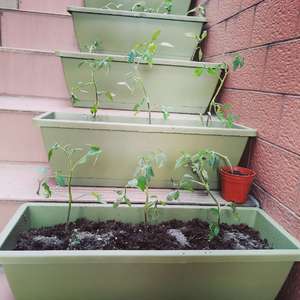 我新添加了一棵“番茄苗”到我的“花园”