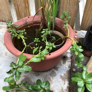 我新添加了一棵“台灣原生水生植物-水龍”到我的“花園”。