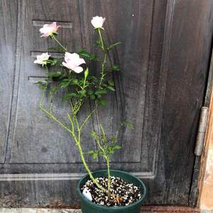 我新添加了一棵“月季 白桃妖精”到我的“花园”
