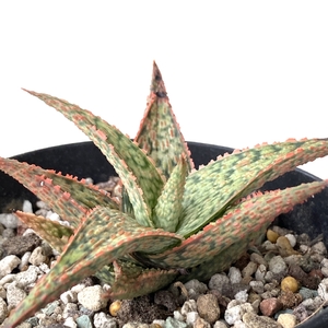 Aloe Pink Blush babies potted