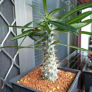 我新添加了一棵“非洲霸王樹 Pachypodium lamerei”到我的“花園”。