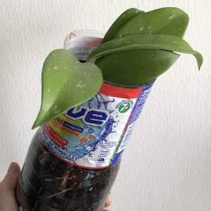 Hoya Plant (Malaysia Splash Plant)