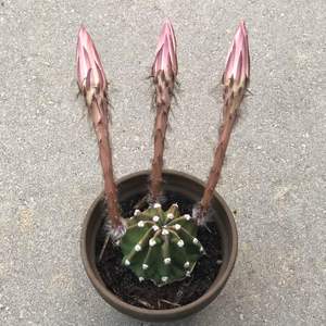 Echinopsis subdenudata