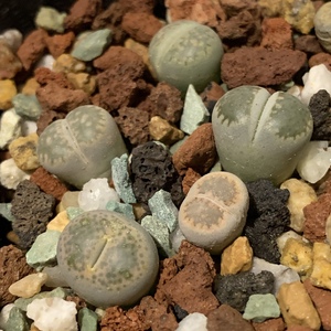 Lithops looking bloated. Over watered.