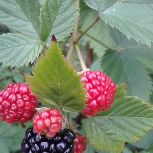 My FIRST blackberry of the season!