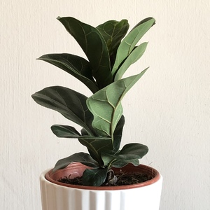 Added a new small Ficus Lyrata for the work place. C&O RM15.50