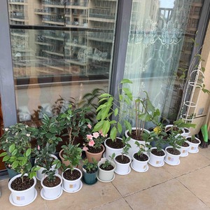 金球桂也搬到东阳台去了，现在所有植物，除了四种绿植：发财树、竹子、绿箩、吊兰，其余所有植物都在东阳台度夏了