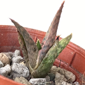 Aloe Pink Blush babies potted