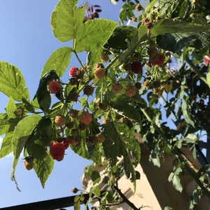 越是到秋天了，树莓结得越好……可能是夏天露台太热吧，来年给遮荫看看夏果怎么样🤣