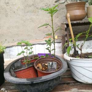 我新添加了一棵“小木槿棒棒糖成长”到我的“花园”